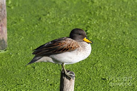Yellow Billed Teal Portrait Photograph By James Brunker Fine Art America