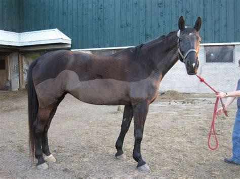 Clipping Is One Of Those Jobs That Many Horse Owners Despise — Its