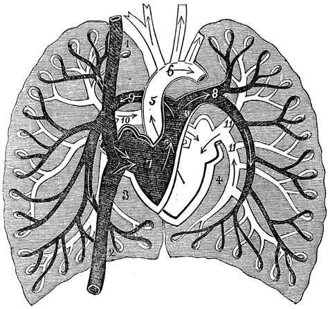 A Diagram Of Pulmonary Circulation Clipart Etc