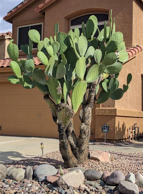 O restaurante cactus mexican food oferece de forma rápida a autêntica comida mexicana, feita na hora, na sua frente e do seu jeito! Prickly pear cactus plant information.
