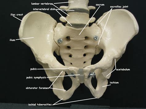 By the end of the quiz, you will have your scorecard, so, let's see how much flower anatomy knowledge you carry. Pelvis Labeled - Top Label Maker