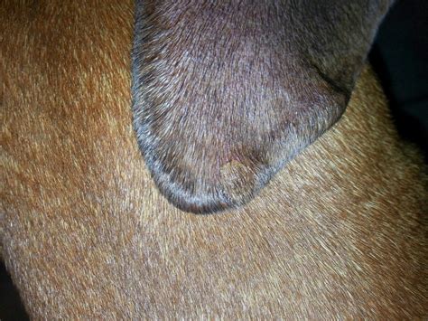 Round Raised Area On Inside Leg Page 4 Boxer Forum Boxer Breed