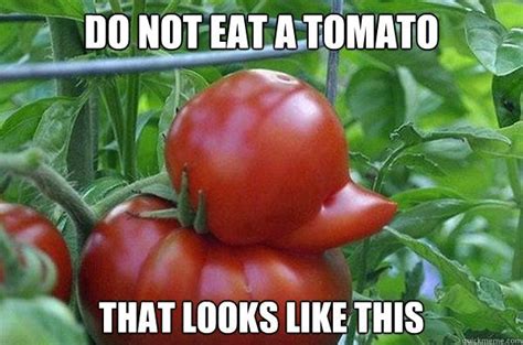 Tomato Duck Memes Quickmeme Funny Vegetables Fruits And Vegetables
