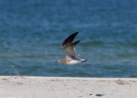 Seagull Fort Desoto Park St Petersburg Florida Usa David Conley Flickr