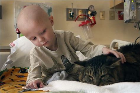 The hospital just for cats. Cat Comforts Patients at Children's Hospital | Life With Cats