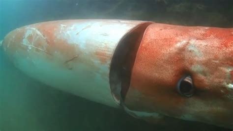 Giant Squid Elusive Creature Of The Deep Loop Png