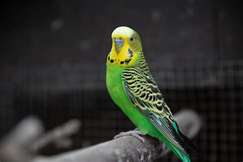 Top 10 birds for pets in 2023 — Dan's Pet Care