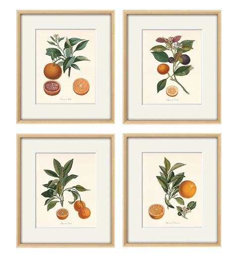 Citrus Art Print Antique Botanical Art Prints Botanical Print Etsy