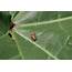 Mid Season Cotton Insect Managment  Virginia Ag Pest And Crop Advisory