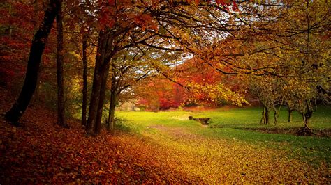 1366x768 Autumn Trees Fall Laptop Hd Hd 4k Wallpapersimages