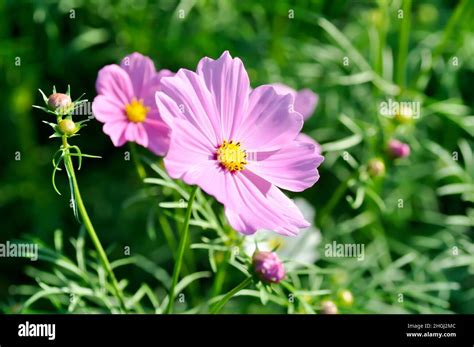 Cosmos Flower Or Mexican Aster Flower Purple Cosmos Stock Photo Alamy