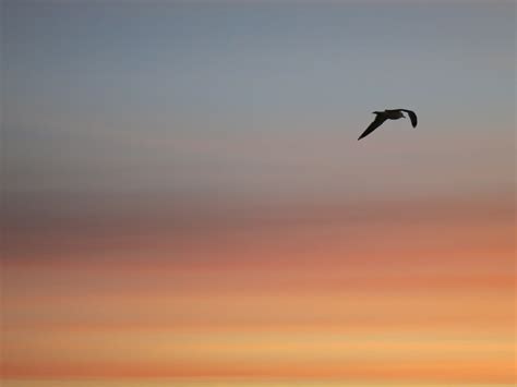 Free Images Sea Ocean Horizon Bird Wing Cloud Sunrise Sunset