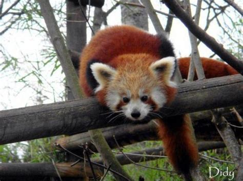 Le marché des métiers animaliers. PANDA ROUX - Entrer dans l'Univers du Parc Zoologique de...
