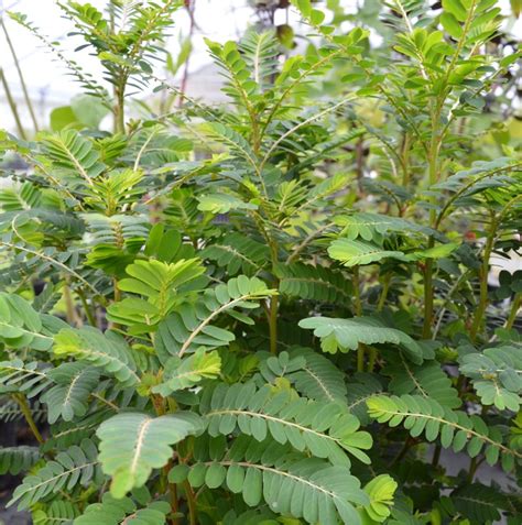 Jun 20, 2019 · three clinical studies of chanca piedra have been completed involving kidney stone patients. Chanca Piedra - 40g herbaPeru.pl - Zioła z Peru