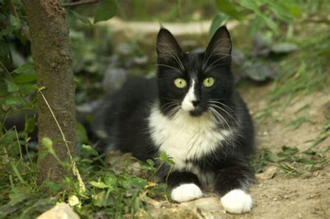 9 Gorgeous Black And White Cat Breeds With Pictures