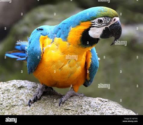 blue, bird, birds, south america, parrot, yellow, blue, bird, coloured