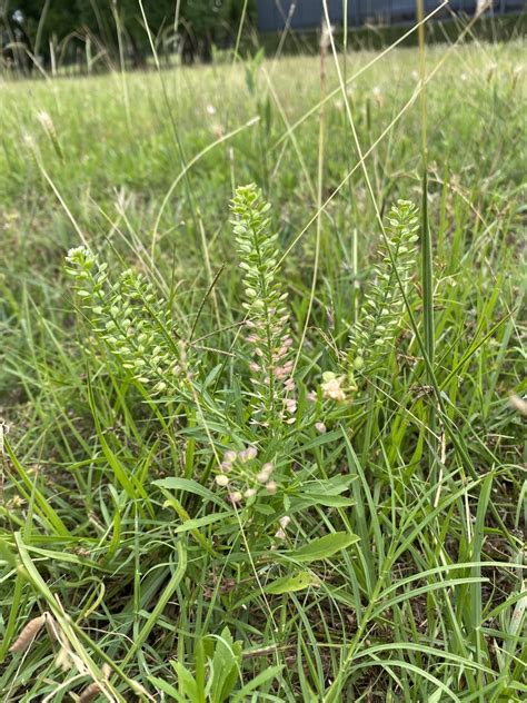 Common Peppergrass From Royal Oaks Country Club Houston Tx Us On May