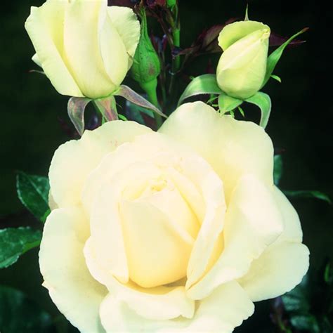 Silver Anniversary Hybrid Tea Garden Roses Pococks Roses The Cornish Rose Company