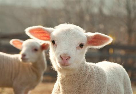 Five Cool Facts About Sheep Four Paws In South Africa