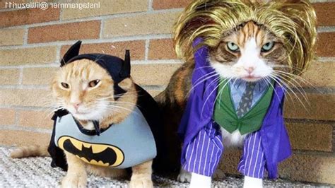 Cats In Ridiculously Adorable Costumes Funny Pets Youtube