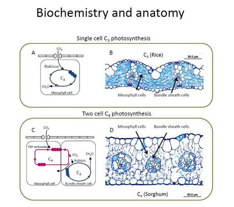 C3 Vs C4 Photosynthesis Plant Science Teaching Biology Biochemistry