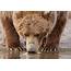 Brown Bear Drinking Water In A Creek At Hallo Bay Katmai National Park 