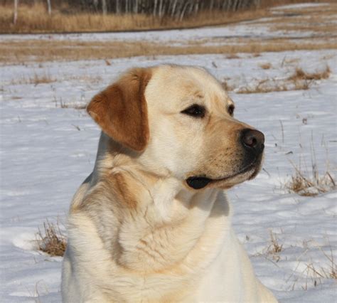 Current english yellow lab litters for sale in wisconsin. White Lab Puppies in Minnesota