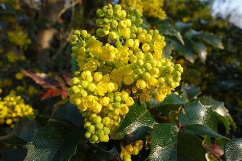 Growing Mahonia Caring And Planting Guide Uk Real Men Sow