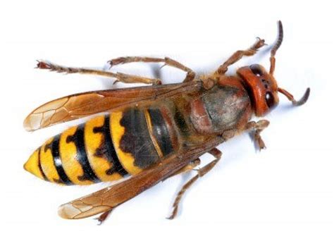 Blog Fuad Informasi Dikongsi Bersama 10 Most Terrifying Bugs In The