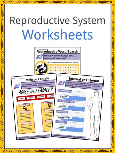 Reproductive System Worksheets And Answer