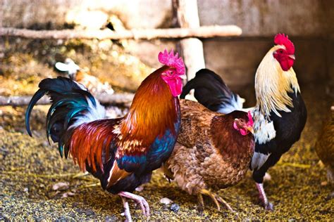 Rooster Behavior In Your Backyard Flock Backyard Poultry