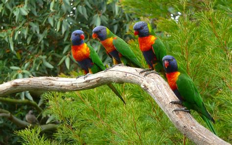 Animals Nature Parrot Birds Wallpapers Hd Desktop And Mobile