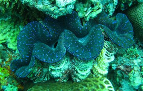 Giant Clams Are Greenhouses For Algae Popular Science