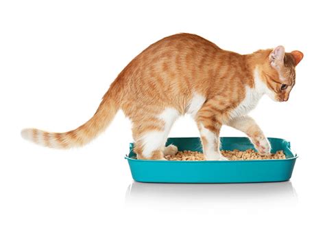 Most cat litters contain minerals that cats can smell. How To Choose The Cat Litter That Doesn't Stick To Paws?