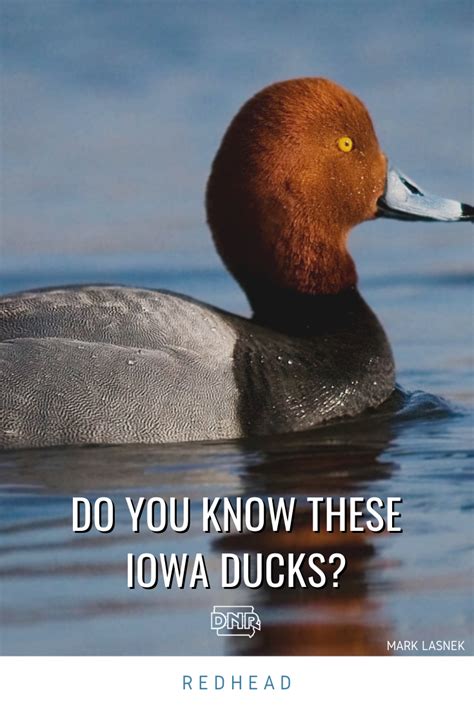 3 Ducks You May Not Know Live In Iowa Dnr News Releases