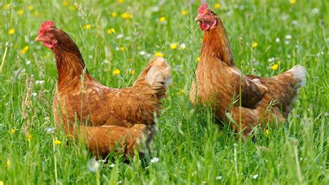 Avian Flu Restrictions To End In Most Of England Farmers Weekly