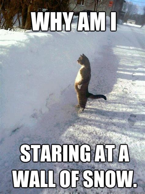 Image Result For Cat In Snow  Funny Animal Memes Funny Animal