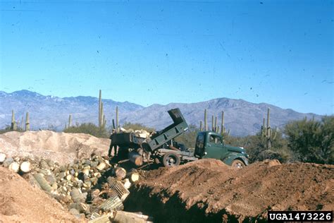 Learn about saguaro cactus that are dying & diseased, & neglected & infected with bacterial necrosis; bacterial necrosis of giant cactus (Erwinia carnegieana ...