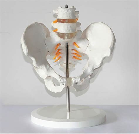 Buy Structural Drawing Anatomy Pelvic Model Anatomy Pelvic Model With 2