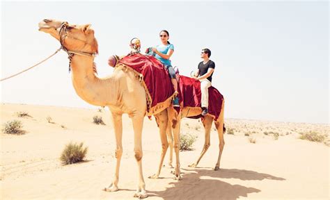 Camel Rides In Dubai Where How And How Much