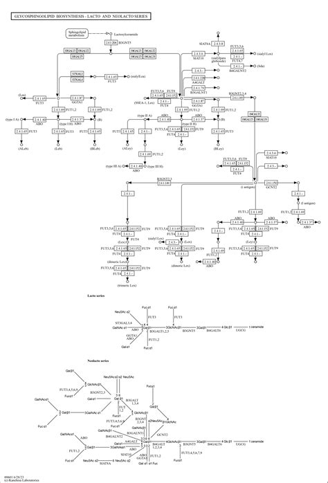 KEGG PATHWAY: Glycosphingolipid biosynthesis - lacto and neolacto