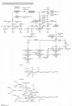 Lacto Escape Expanded