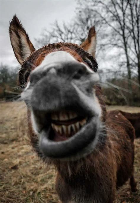 Do Donkeys Laugh