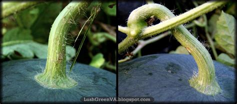 If it's creamy yellow , that indicates the melon was ripe when it was picked. LushGreenVA: When Should You Harvest Your Sugar Baby ...