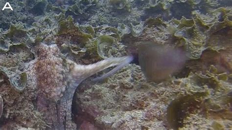 Unfriendly Octopus Punches Fish One News Page Video