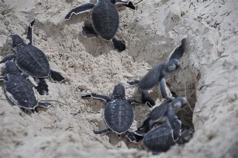 Pin By B Ocean Resort Fort Lauderdale On Sea Turtle Nesting Season