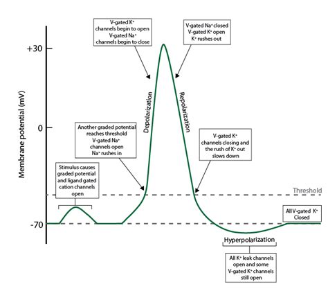 Action Potential The Action Potential Youtube An Action Potential
