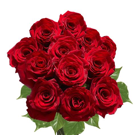 Globalrose 1 Dozen Red Roses Fresh Cut Flowers Beautiful Long Stems