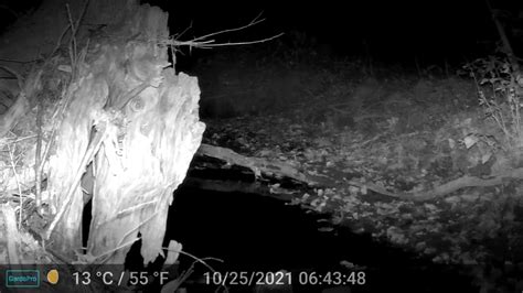 Trail Camera At Creek Opossum Youtube