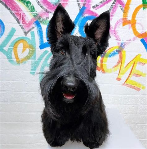 10 Fun Facts About Scottish Terriers